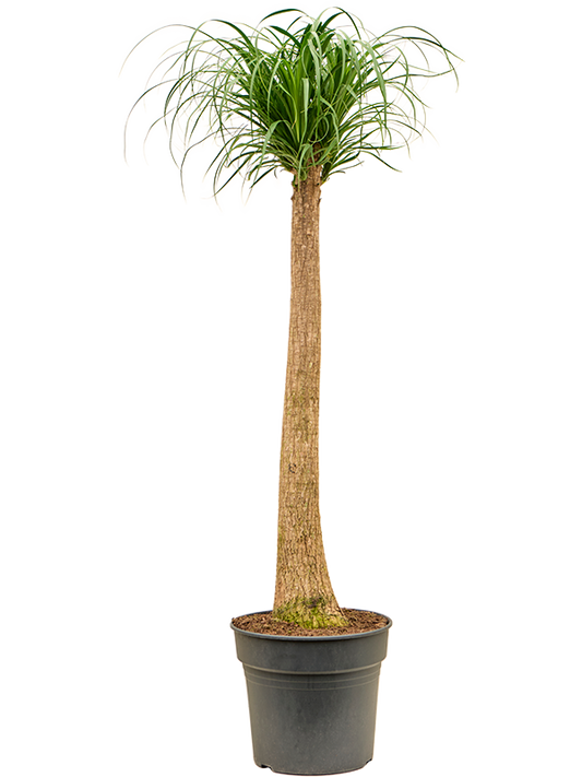 Planta naturala de interior Stem D50xH160cm Beaucarnea recurvata PS34/32cm in pamant