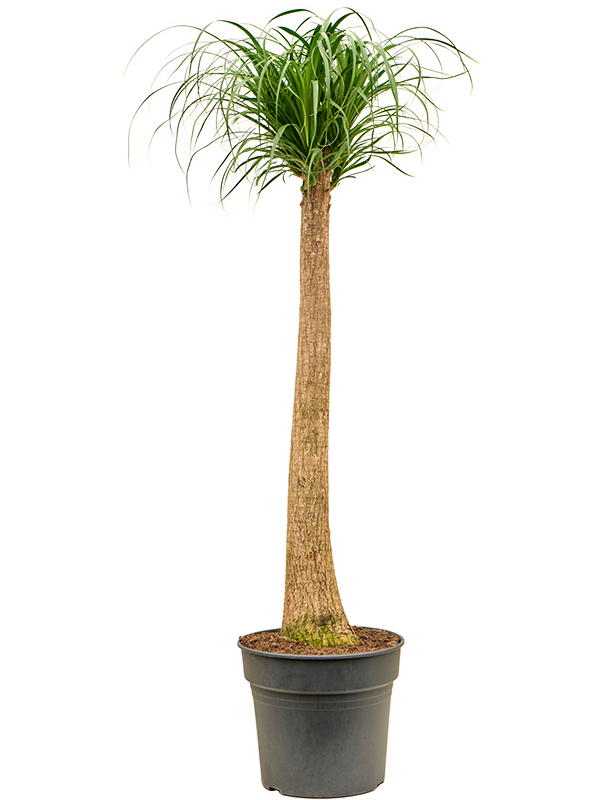 Planta naturala de interior Stem D50xH160cm Beaucarnea recurvata PS34/32cm in pamant