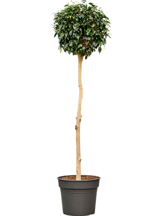 Planta naturala de interior Stem D50xH170cm Ficus benjamina 'Danielle' PS38/32cm in pamant