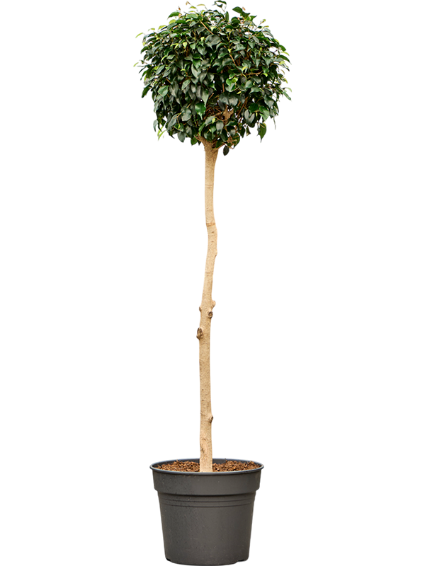 Planta naturala de interior Stem D50xH170cm Ficus benjamina 'Danielle' PS38/32cm in pamant