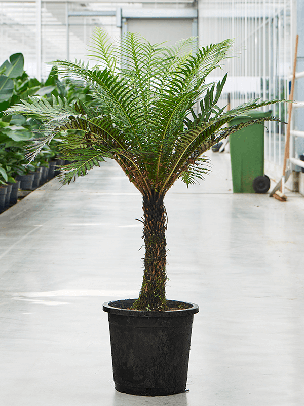 Planta naturala de interior Stem D50xH60cm Blechnum gibbum (90-110) PS27/25cm in pamant
