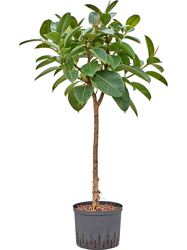Planta naturala de interior Stem D55xH120cm Ficus elastica 'Robusta' P25/19cm in hidrogranule