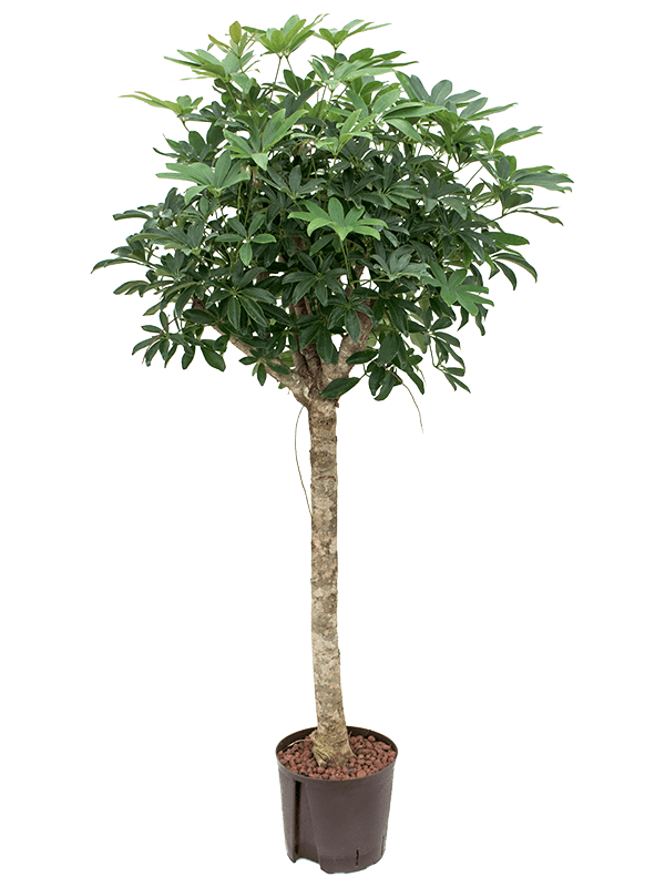 Planta naturala de interior Stem D55xH125cm Schefflera arboricola 'Compacta' P22/19cm in hidrogranule