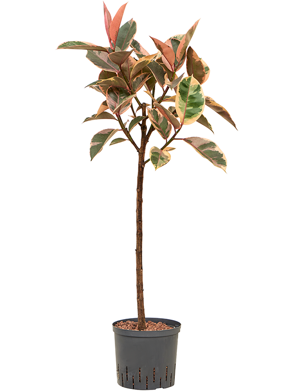 Planta naturala de interior Stem D55xH130cm Ficus elastica 'Belize' P22/19cm in hidrogranule