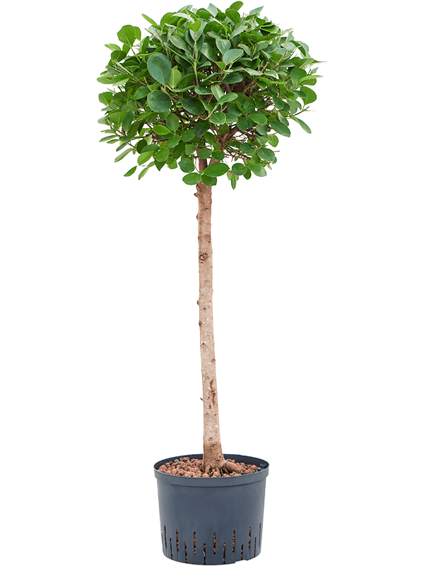 Planta naturala de interior Stem D55xH130cm Ficus microcarpa 'Moclame' P25/19cm in hidrogranule