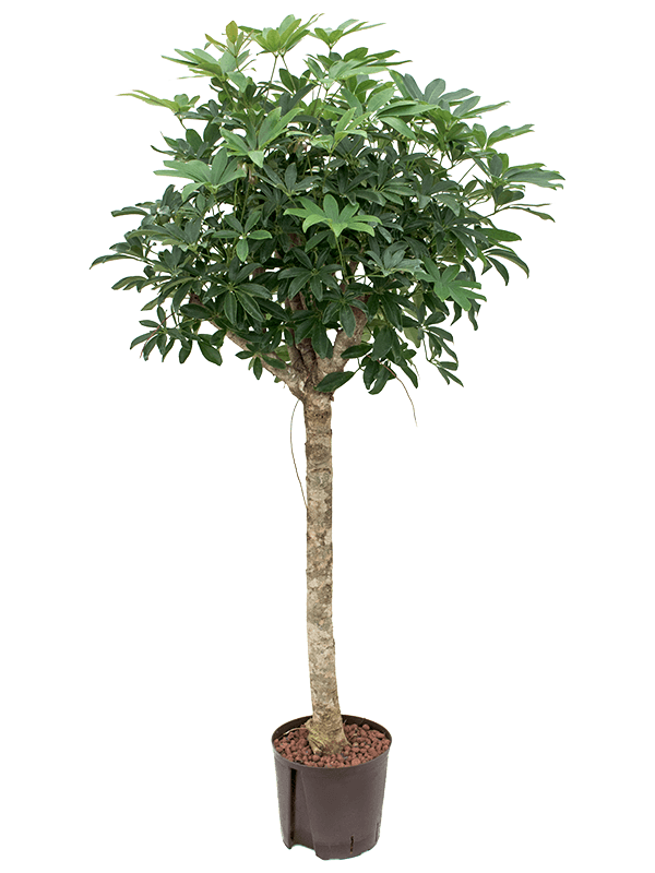 Planta naturala de interior Stem D55xH130cm Schefflera arboricola 'Compacta' P22/19cm in hidrogranule
