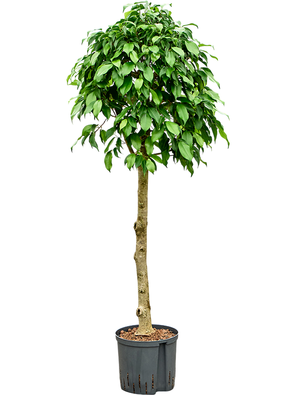 Planta naturala de interior Stem D55xH135cm Ficus benjamina 'Columnar' P22/19cm in hidrogranule