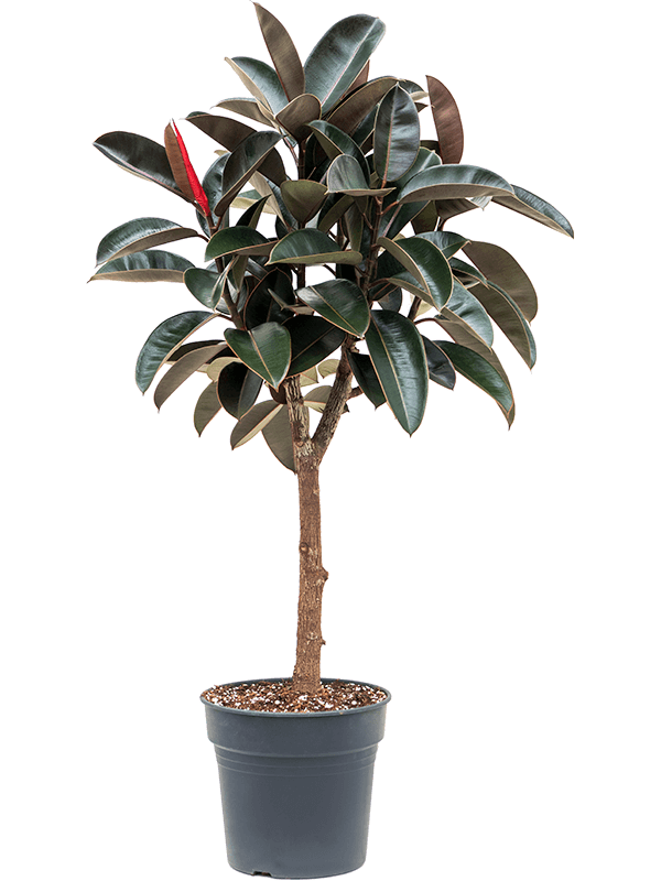 Planta naturala de interior Stem D55xH140cm Ficus elastica 'Abidjan' PS30/27cm in pamant