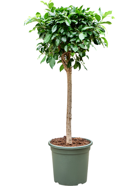 Planta naturala de interior Stem D55xH140cm Ficus microcarpa ‘Nitida’ PS32/29cm in pamant
