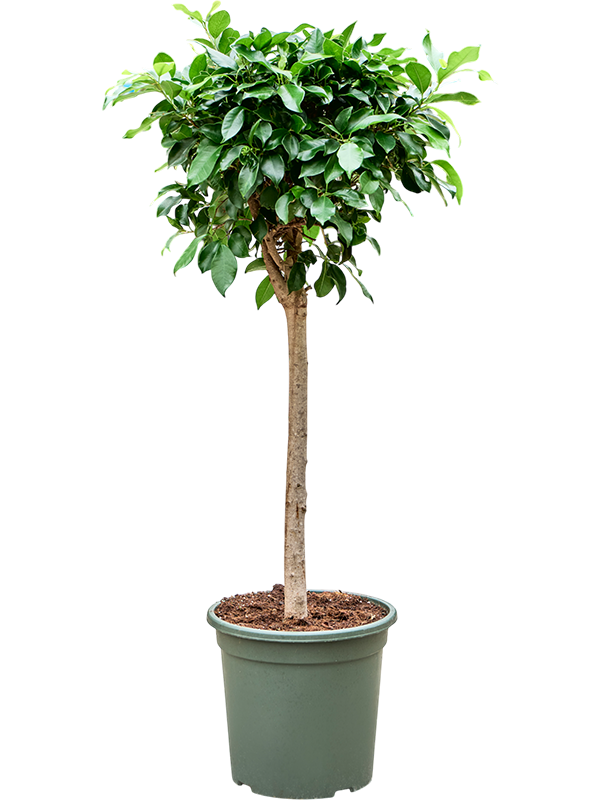 Planta naturala de interior Stem D55xH140cm Ficus microcarpa ‘Nitida’ PS32/29cm in pamant