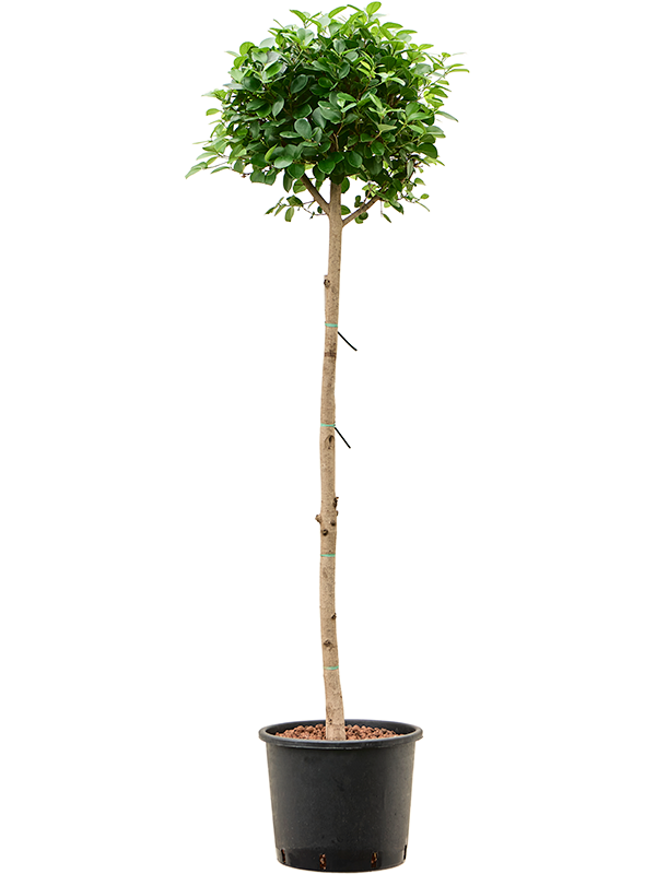 Planta naturala de interior Stem D55xH170cm Ficus microcarpa 'Moclame' P30/26cm in hidrogranule