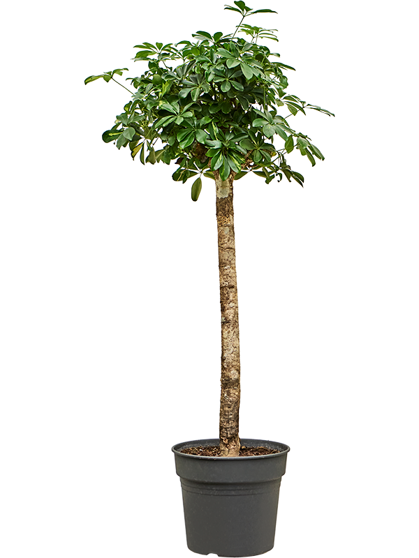 Planta naturala de interior Stem D55xH155cm Schefflera arboricola 'Gold Capella' PS34/30cm in pamant