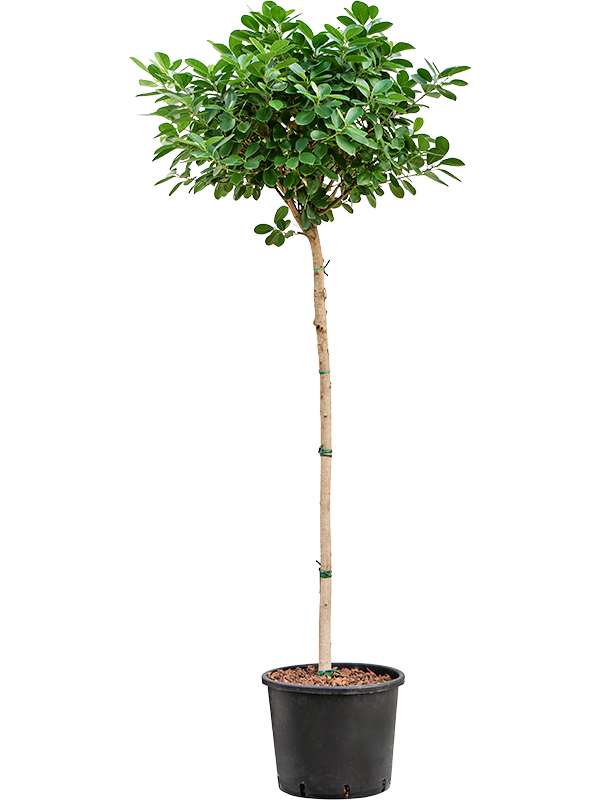 Planta naturala de interior Stem D55xH170cm Ficus microcarpa 'Moclame' P30/26cm in hidrogranule