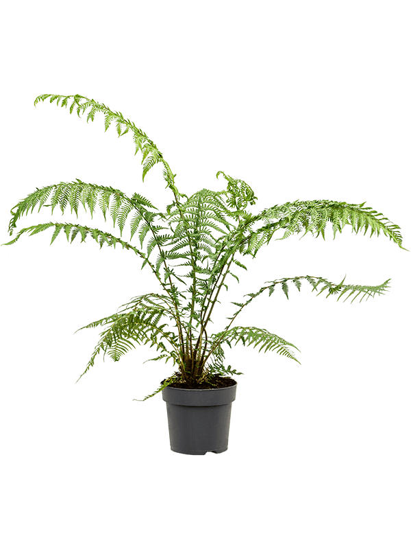 Planta naturala de interior Stem D60xH110cm Dicksonia antarctica PS24/22cm in pamant