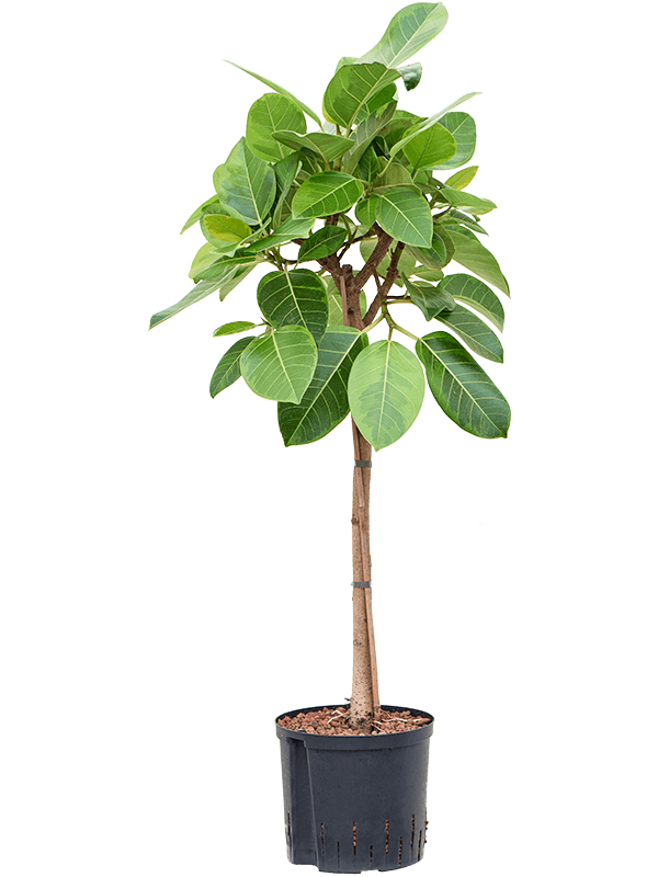 Planta naturala de interior Stem D60xH115cm Ficus altissima 'Yellow Gem' P22/19cm in hidrogranule