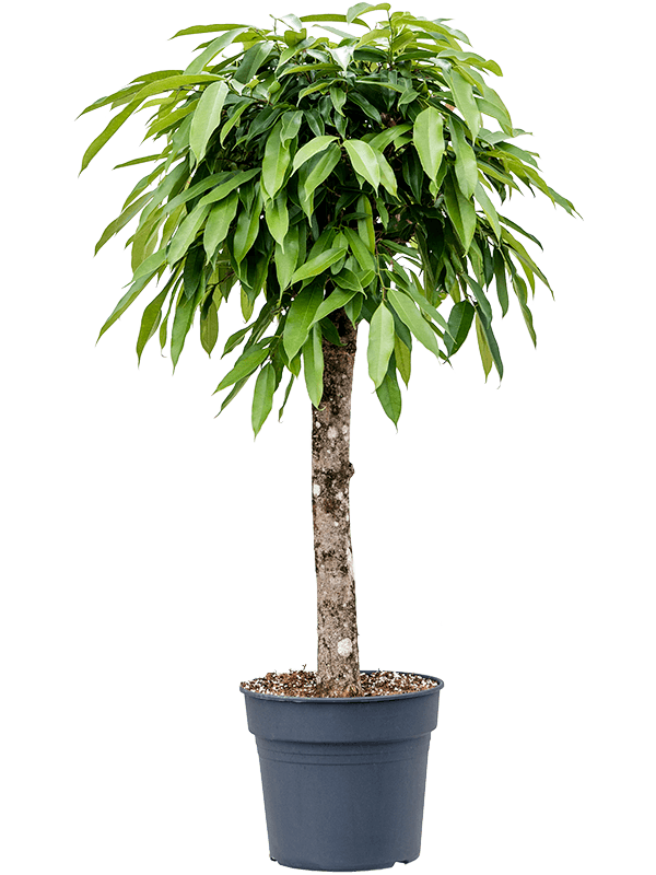 Planta naturala de interior Stem D60xH120cm Ficus binnendijkii 'Amstel King' PS30/27cm in pamant
