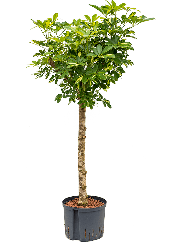 Planta naturala de interior Stem D60xH120cm Schefflera arboricola 'Gold Capella' P25/19cm in hidrogranule