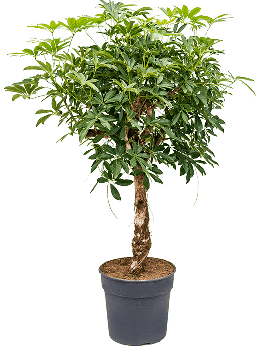 Planta naturala de interior Stem D60xH125cm Schefflera arboricola 'Compacta' PS30/27cm in pamant