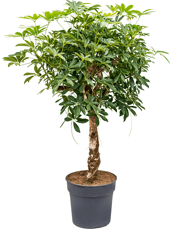 Planta naturala de interior Stem D60xH125cm Schefflera arboricola 'Compacta' PS30/27cm in pamant