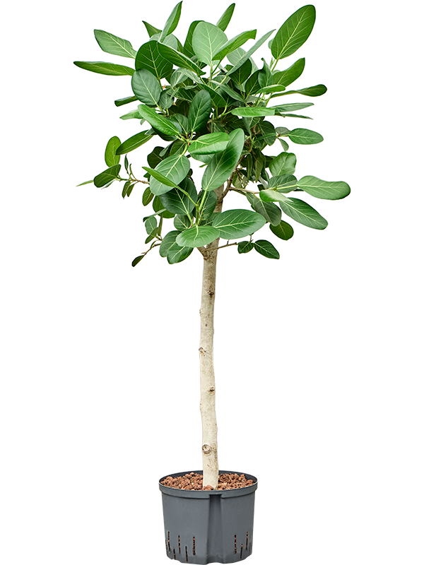 Planta naturala de interior Stem D60xH130cm Ficus benghalensis 'Audrey' P25/19cm in hidrogranule