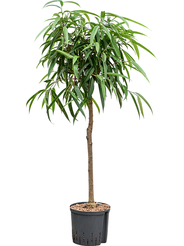 Planta naturala de interior Stem D60xH130cm Ficus binnendijkii 'Alii' P22/19cm in hidrogranule