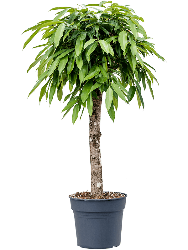 Planta naturala de interior Stem D60xH130cm Ficus binnendijkii 'Amstel King' PS30/27cm in pamant