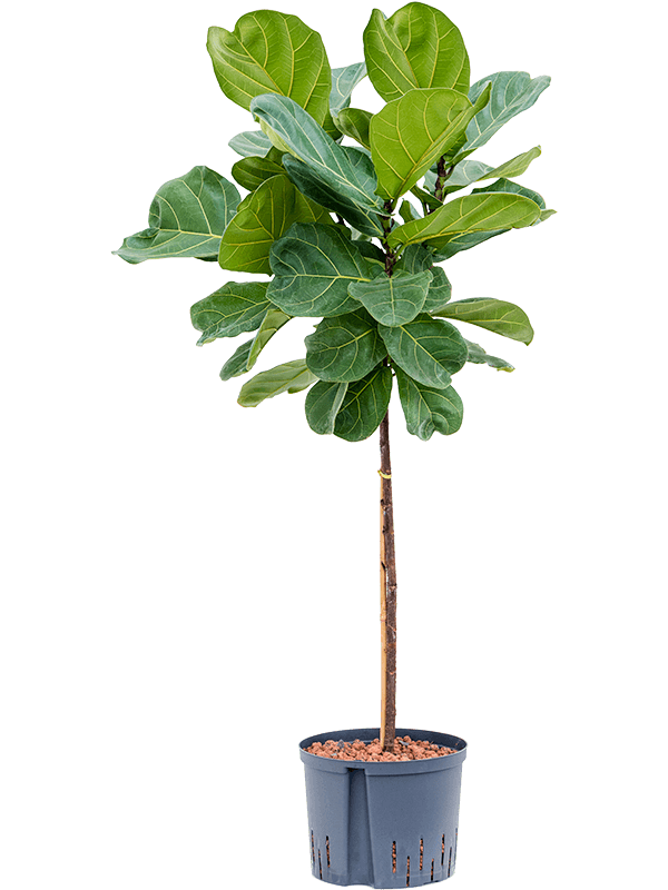 Planta naturala de interior Stem D60xH130cm Ficus lyrata P22/19cm in hidrogranule