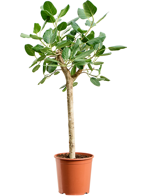 Planta naturala de interior Stem D60xH140cm Ficus benghalensis 'Audrey' PS30/27cm in pamant