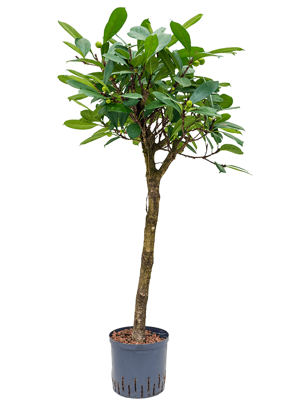 Planta naturala de interior Stem D60xH140cm Ficus cyathistipula P22/19cm in hidrogranule