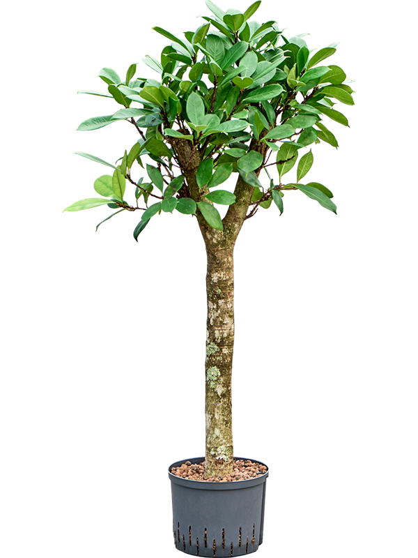 Planta naturala de interior Stem D60xH140cm Ficus cyathistipula P25/19cm in hidrogranule