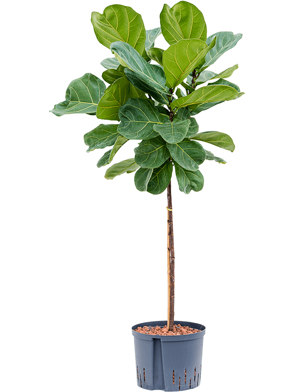 Planta naturala de interior Stem D60xH140cm Ficus lyrata P22/19cm in hidrogranule