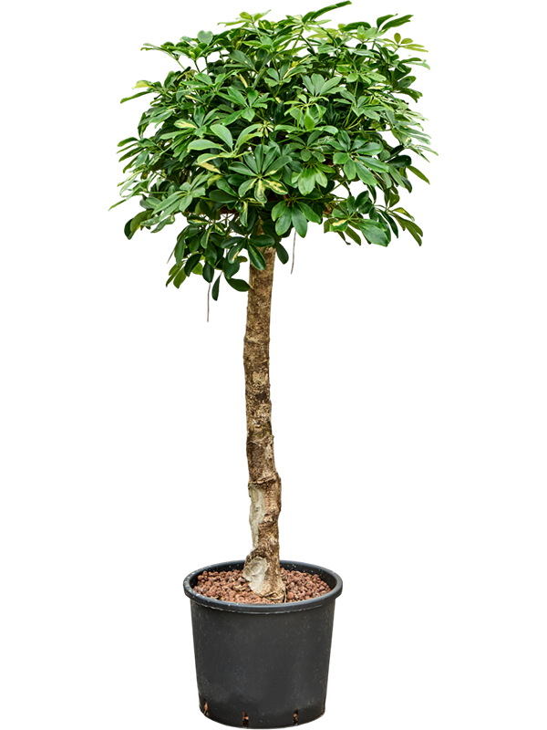 Planta naturala de interior Stem D60xH140cm Schefflera arboricola 'Gold Capella' P30/26cm in hidrogranule
