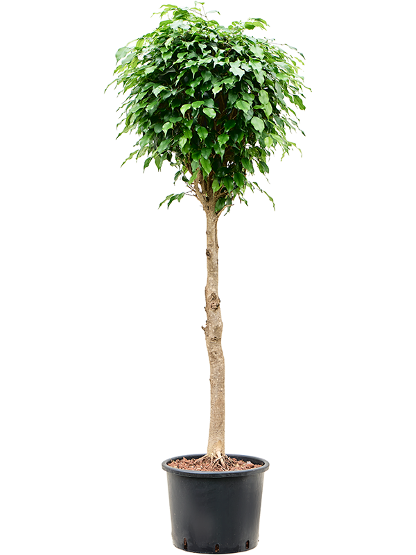 Planta naturala de interior Stem D60xH150cm Ficus benjamina 'Danielle' P30/26cm in hidrogranule