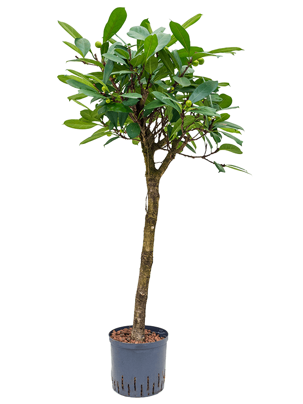 Planta naturala de interior Stem D60xH150cm Ficus cyathistipula P22/19cm in hidrogranule
