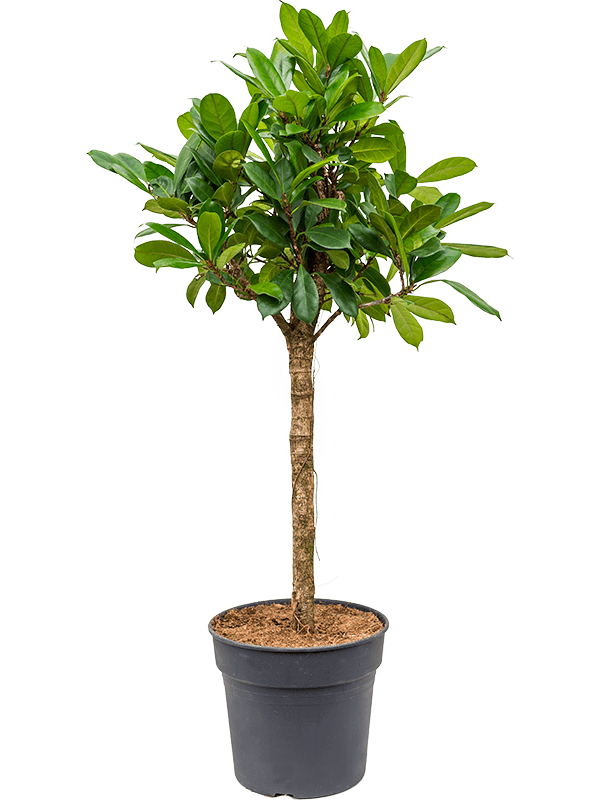 Planta naturala de interior Stem D60xH140cm Ficus cyathistipula PS34/27cm in pamant