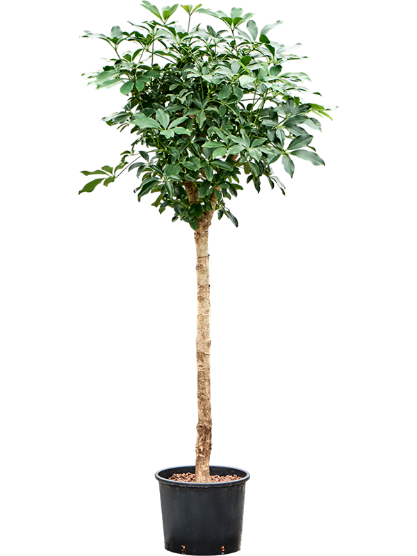 Planta naturala de interior Stem D60xH150cm Schefflera arboricola 'Compacta' P28/24cm in hidrogranule