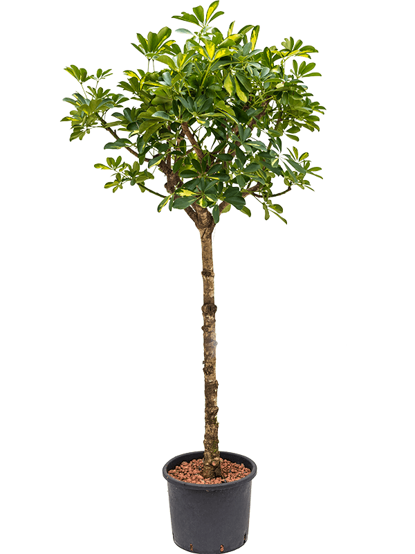 Planta naturala de interior Stem D60xH150cm Schefflera arboricola 'Gold Capella' P28/24cm in hidrogranule