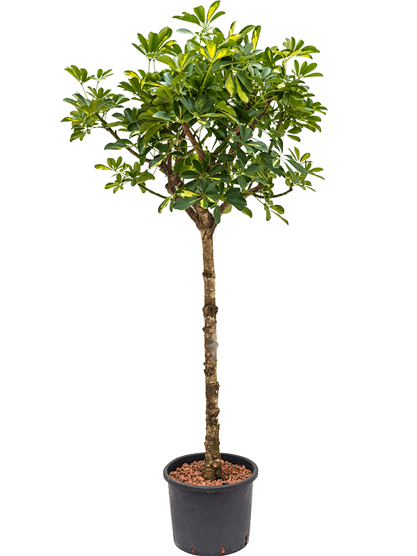 Planta naturala de interior Stem D60xH160cm Schefflera arboricola 'Gold Capella' P28/24cm in hidrogranule
