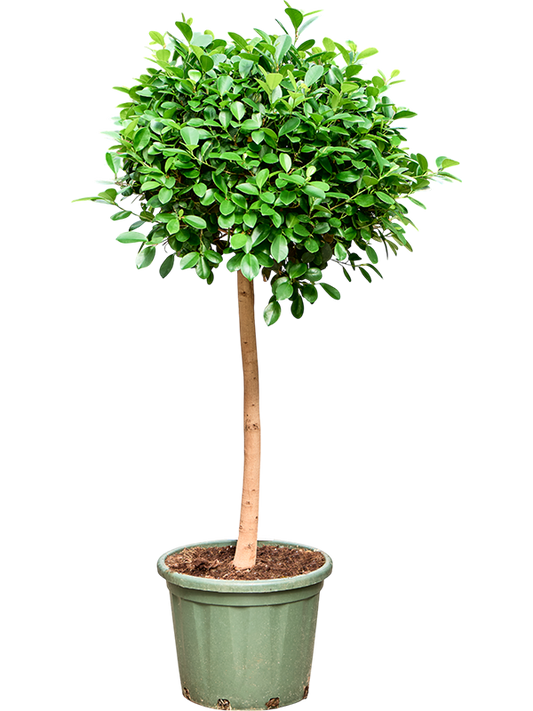 Planta naturala de interior Stem D60xH165cm Ficus microcarpa 'Moclame' PS38/35cm in pamant
