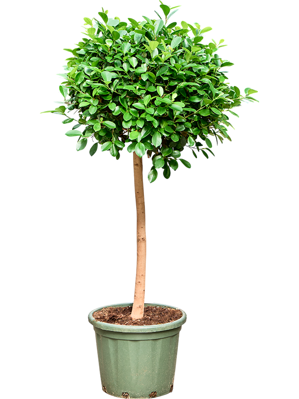 Planta naturala de interior Stem D60xH165cm Ficus microcarpa 'Moclame' PS38/35cm in pamant