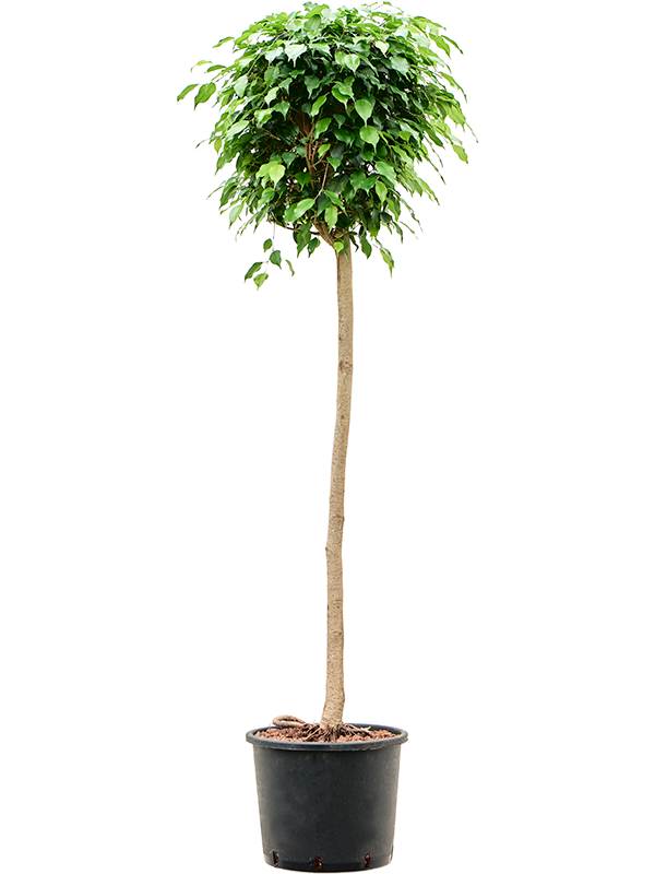 Planta naturala de interior Stem D60xH170cm Ficus benjamina 'Danielle' P30/26cm in hidrogranule