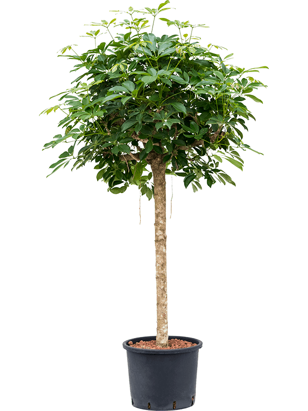 Planta naturala de interior Stem D60xH170cm Schefflera arboricola 'Compacta' P28/24cm in hidrogranule