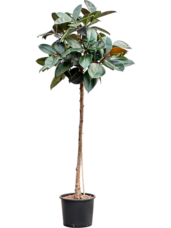 Planta naturala de interior Stem D60xH180cm Ficus elastica 'Abidjan' P30/26cm in hidrogranule