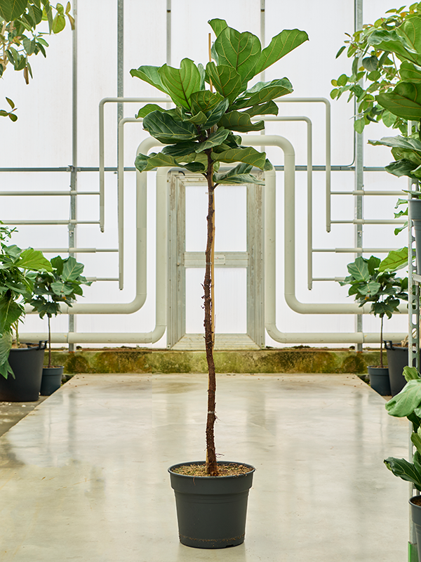 Planta naturala de interior Stem D60xH200cm Ficus lyrata PS38/32cm in pamant