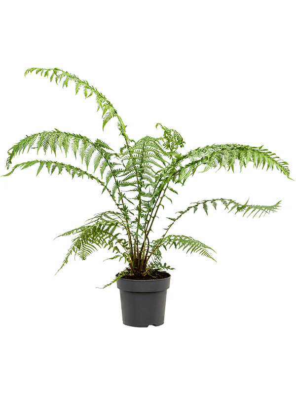 Planta naturala de interior Stem D60xH70cm Dicksonia antarctica PS24/22cm in pamant