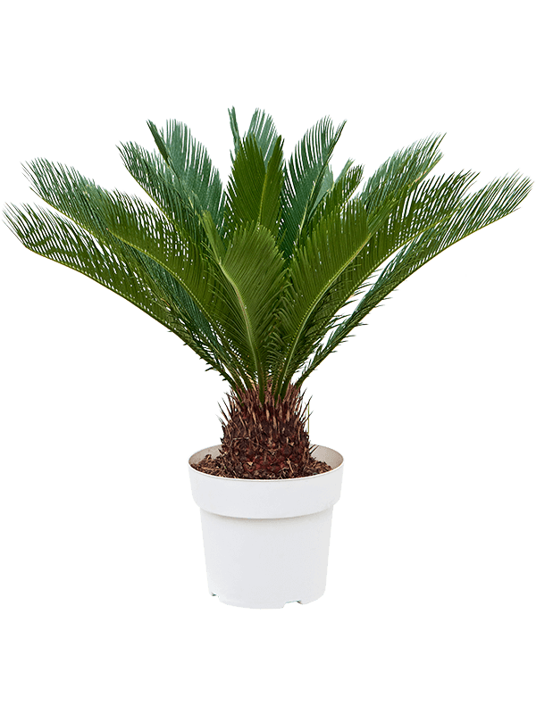 Planta naturala de interior Stem D60xH85cm Cycas revoluta PS21/19cm in pamant