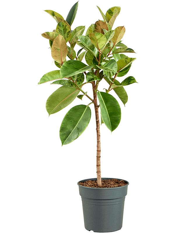 Planta naturala de interior Stem D65xH130cm Ficus elastica 'Shivereana Moonshine' PS30/27cm in pamant