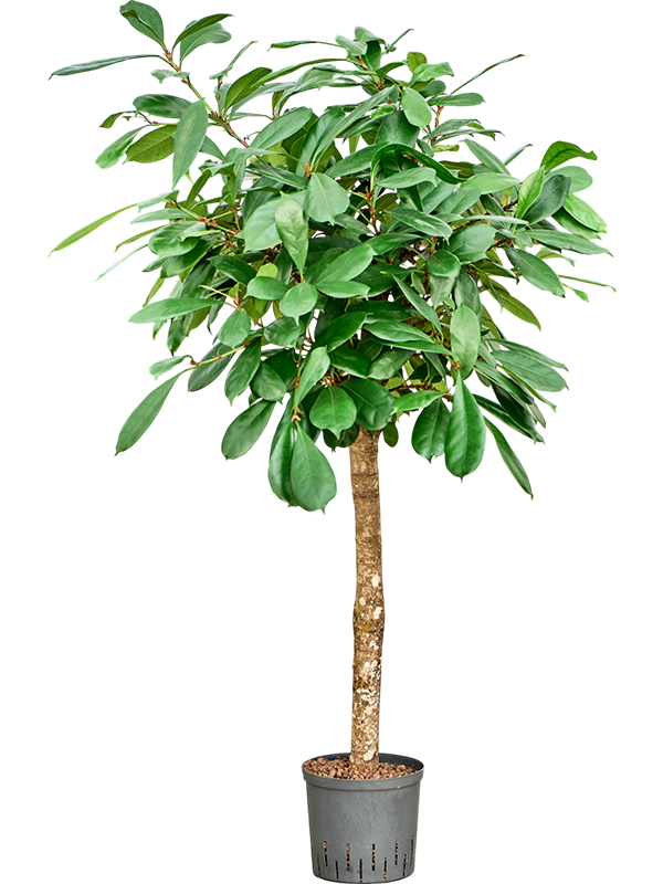 Planta naturala de interior Stem D65xH140cm Ficus cyathistipula P22/19cm in hidrogranule