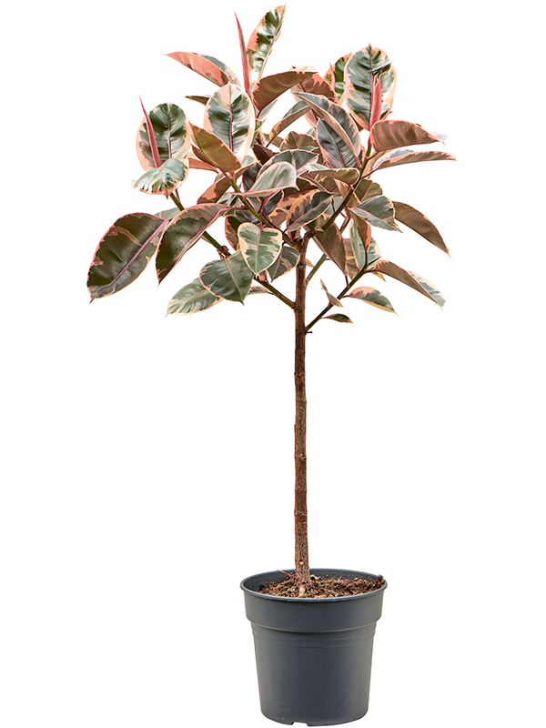 Planta naturala de interior Stem D65xH140cm Ficus elastica 'Belize' PS30/27cm in pamant