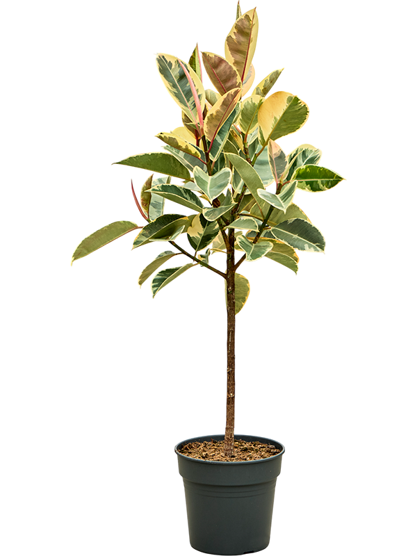 Planta naturala de interior Stem D65xH140cm Ficus elastica 'Tineke' PS30/27cm in pamant